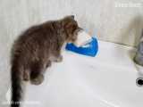 ترس جالب بچه گربه خوشگل از حمام کردن