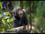 مستند زیبای شامپانزه ها