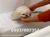 فروش سگ پودل کراس آپارتمانی عروسکی خونگی پاکوتاه شماره تماس 09037802354