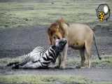 شکار گور خر توسط شیر نر