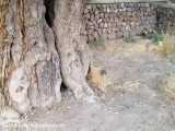 اینجا استان کرمان - رفسنجان - اودرج - درخت پسته 1400 ساله . مرداد 99