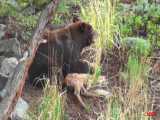 خرس  بچه گوزن را زنده می خورد | حیات وحش