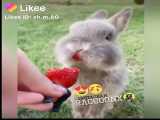توت فرنگی خوردن خرگوش کیوت⁦⁦(๑♡⌓♡๑)⁩