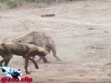 شکار بوفالو توسط سگهای وحشی آفریقا