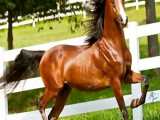 ۱۰ مورد سریعترین نژاد اسب در جهان