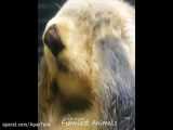 Cutest Animals! Cute baby animals Videos Compilation cute moment