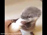 AWW Animals SOO Cute! Cute baby animals Videos Compilation cute mom