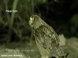 مستند حیات وحش | شکار برق آسای مرغ توسط جغد عقابی