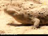حملات کروکودیل نیل به اسب آبی crocodile attack hippos