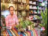 آموزش پرورش گل و گیاه در شیشه یا   تراریوم   - شیراز