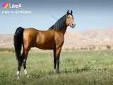 عکسی زیبا از اسب اصیل ایرانی