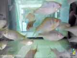 ماهی مخرج‌لوله‌ای: Rhodeus sericeus