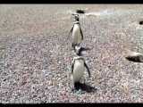 مستند حیات وحش | نبرد شدید و وحشیانه پنگوئن ها