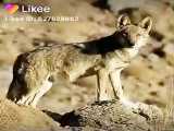 عکسی زیبا از گرگ ایرانی