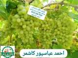 مرکز خرید و فروش بهترین انگور پیکامی صادراتی احمد عباسپور کاشمر