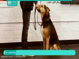 آموزش تربیت سگ | سگ خانگی | تربیت سگ نگهبان (اجرای فرمان نشستن)