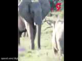 شگرد فیل باهوش برای مبارزه نکردن با کرگدن خشمگین