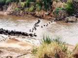 حیات وحش آفریقا، عبور گله گوزن یالدار از رودخانه مرگ