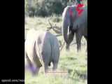 شگرد فیل باهوش برای مبارزه نکردن با کرگدن خشمگین!