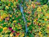 2_پاییز در جنگل هیرکانی - ایران با کیفیت 4k