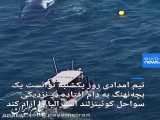 آزادسازی یک بچه نهنگ از تور جلوگیری از ورود کوسه