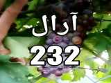 فروش نهال انگور شانی،در آرال نهال میاندوآب.09143812014و 09142711245