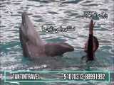 پارک دلفین تور کیش- تک تین سفر اریا
