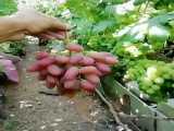 انگور کمیاب-نهال انگور-نهالستان پارس-09159157465