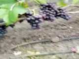 درخت انگور سیاه-انگور کمیاب-09152157465