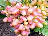 درخت انگور خاص-نهال انگور کمیاب-09159157465