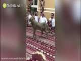 شاهزاده اماراتی یوزپلنگ را حیوان خانگی خود کرد!