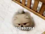 فروش سگ پشمالو تزیینی آپارتمانی عروسکی پاکوتاه خونگی شماره تماس 09037802354