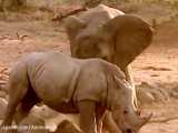 مستند جذاب و دیدنی راز بقا، نبرد فیل با دسته کلگدن