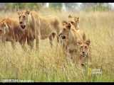 شیرهای جوان شکار کردن را می آموزند - مستند حيات وحش