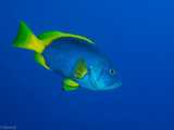 ماهی هامور زردآبی: Epinephelus flavocaeruleus