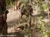 لحظاتی ترسناک از شکار شیر ها - جنگ و نبرد حیوانات