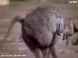 حمله شیر به بابون ها - فیلم ترسناک شکار حیوانات