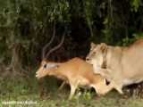 حیات وحش، حمله شیر برای شکار غزال