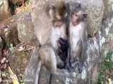 اذیت کردن بچه میمون ها و کتک خوردن و گازگرفته شدن توسط مادرهای عصبانی 1 HD