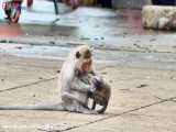 اذیت کردن بچه میمون ها و کتک خوردن و گازگرفته شدن توسط مادرهای عصبانی 4 HD