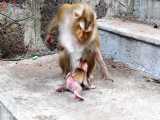 آموزش بسیار دیدنی و باحال یاددادن راه رفتن میمون مادر به بچه میمون تازه متولد HD