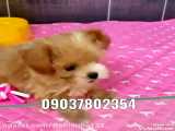 فروش سگ مالتیز پودل عروسکی آپارتمانی پشمالو پاکوتاه خونگی شماره تماس 09037802354