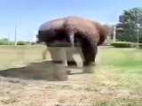 یک ویدیو فیلی و لقت