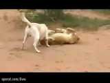 جنگ سگ کانگال با شیر