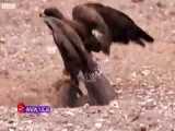 حیات وحش، شکار دیدنی یک ایگوانای چالاک توسط عقاب