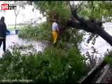 سقوط چند اصله درخت بر اثر وزش باد در انزلی