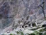 حیله پلنگ برای شکار اهو در صخره کوهستان