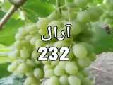 فروش نهال انگور حسینی،در آرال نهال میاندوآب.09143812014برجعلی خوش منش.0914271124