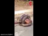 تلاش یک مار آناکوندا برای بلعیدن تمساح در حیاط یک خانه
