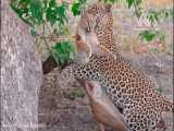 یوزپلنگ وسد راه گربه گوش سیاه میشود | حیات وحش